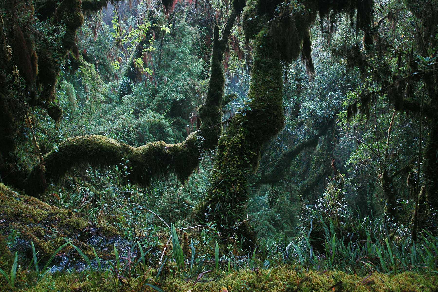 Manu National Park